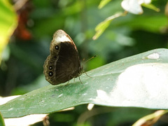 Mycalesis anaxias