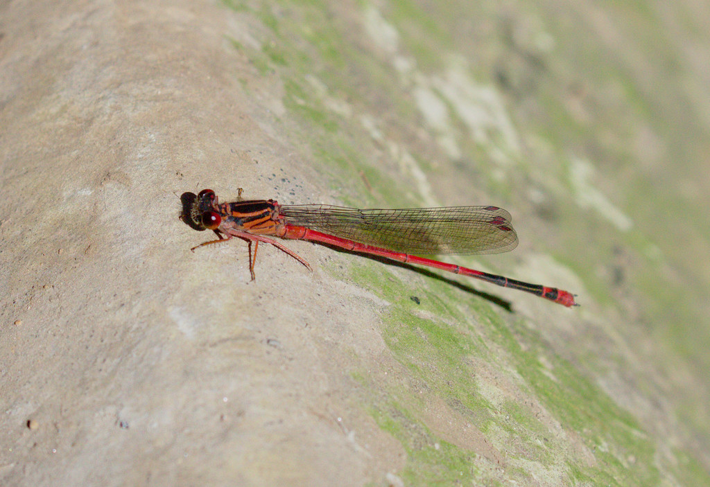 Kauai Mountain Damselfly