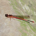 Kauai Mountain Damselfly - Photo (c) Brad Woodworth, some rights reserved (CC BY-NC), uploaded by Brad Woodworth