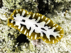 Pseudoceros zebra