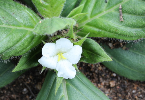 Ovaleaf Pricklehead (Crabbea ovalifolia)