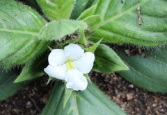 Crabbea ovalifolia