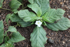 Crabbea ovalifolia