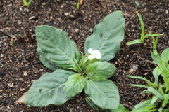 Crabbea ovalifolia