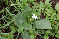 Crabbea ovalifolia
