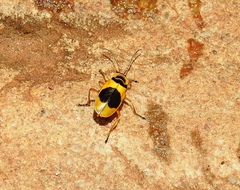 Chauliognathus flavipes