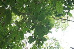 Sterculia oblongata