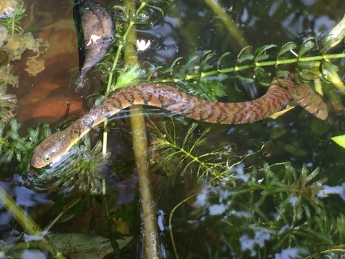 Photo of a Chinese Keelback Water Snake (Trimerodytes percarinatus)