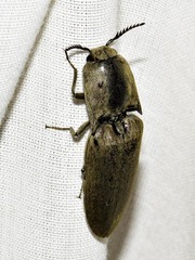 Tetralobus flabellicornis
