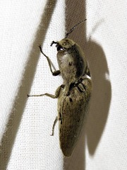Tetralobus flabellicornis