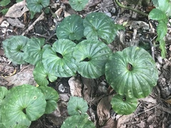 Nervilia concolor