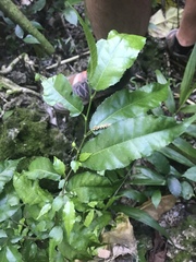 Streblus pendulinus