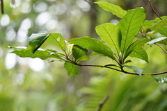 Terminalia bellirica
