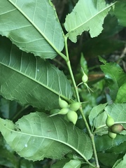 Streblus pendulinus