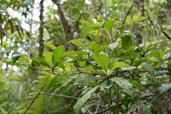 Terminalia bellirica