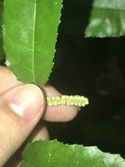 Streblus pendulinus
