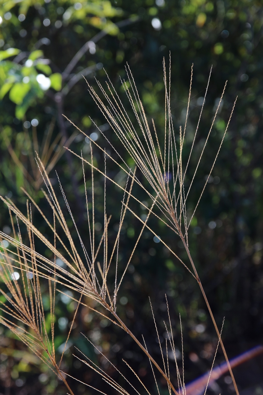 Axonopus pressus