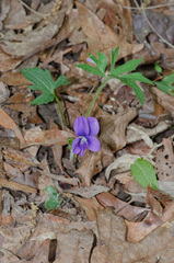 Viola palmata