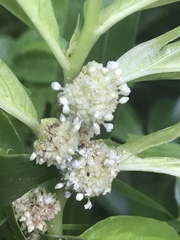 Elatostema calcareum