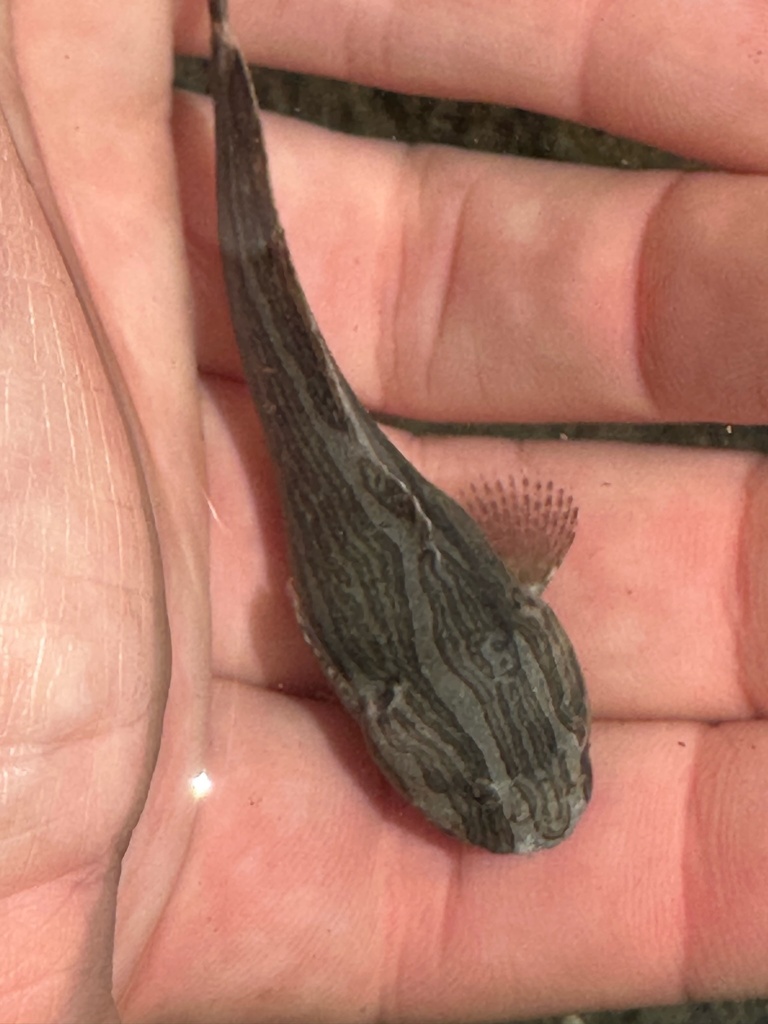 Rayfinned Fishes from North Pacific Ocean, WA, US on July 9, 2023 at