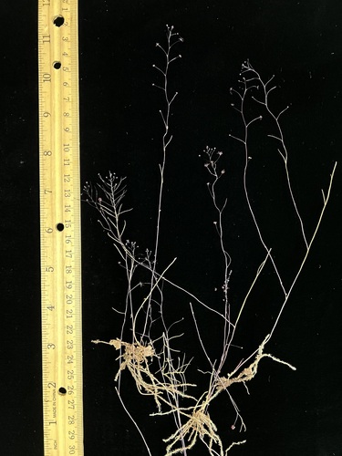 Sciaphila multiflora iNat (1)