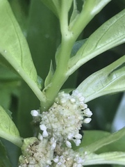 Elatostema calcareum