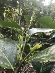 Merrilliodendron megacarpum