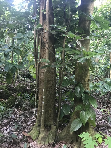 Merrilliodendron megacarpum observed 2019-01-04
