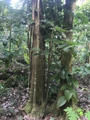 Merrilliodendron megacarpum