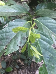 Merrilliodendron megacarpum
