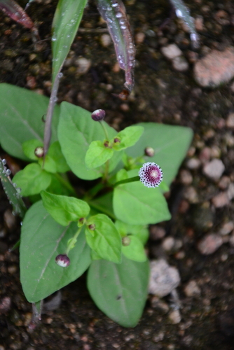 Image of Acmella Alba (Acmella alba) by no rights reserved