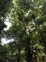 Merrilliodendron megacarpum