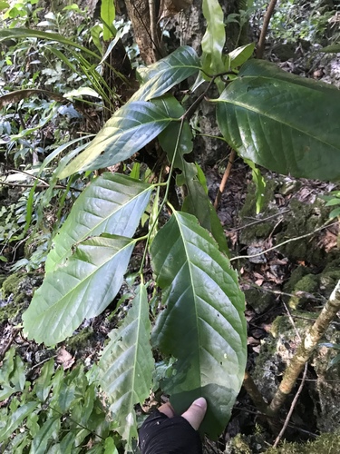 Merrilliodendron megacarpum observed 2019-01-04