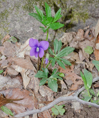 Viola palmata