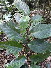 Merrilliodendron megacarpum