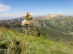 Micranthes rhomboidea