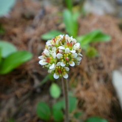 Micranthes tempestiva