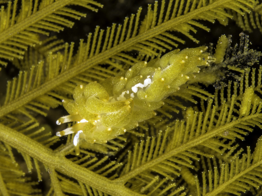 Tenellia yamasui