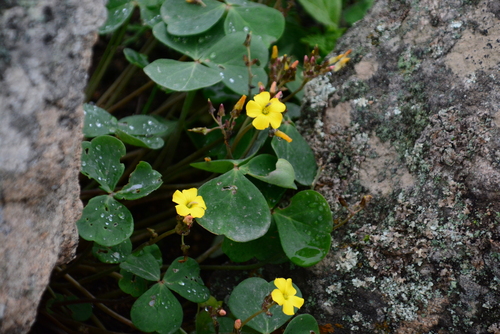 Image of Oxalis megalorrhiza by no rights reserved