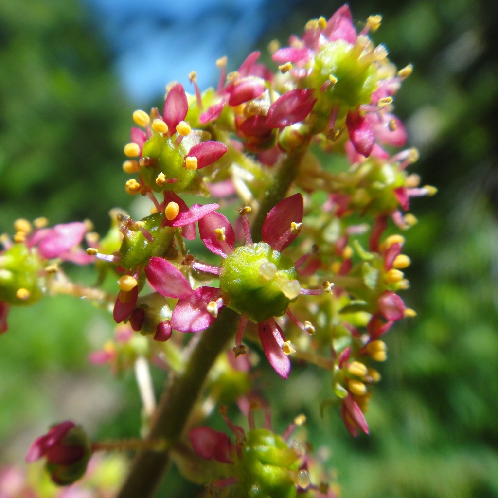 Yellowstone Saxifrage