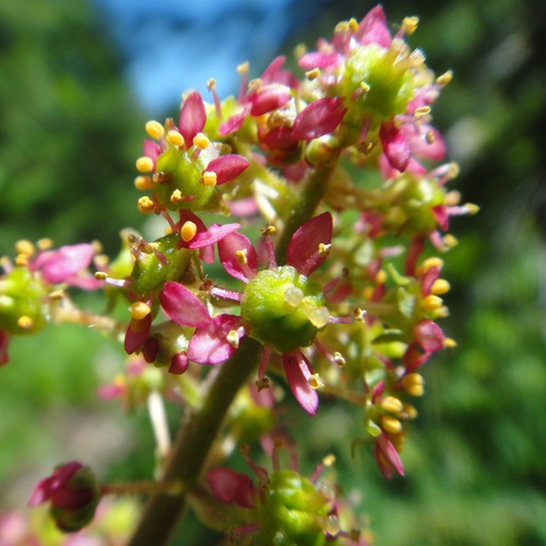 Yellowstone saxifrage (Saxifraga subapetala)