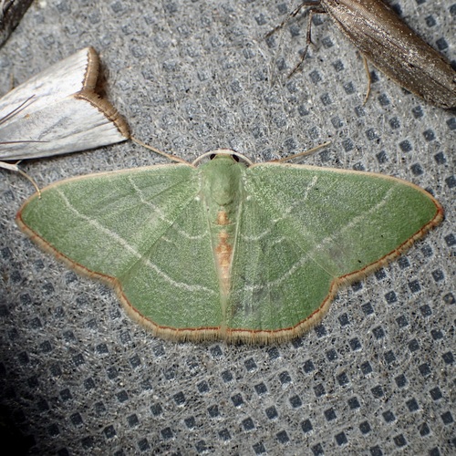 Nemoria festaria photo 3