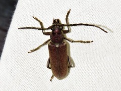 Africophanes amicus