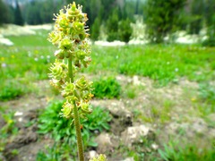 Micranthes subapetala