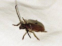 Africophanes amicus