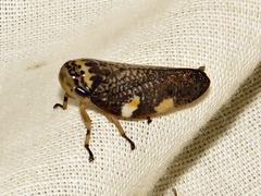Ptyelus grossus