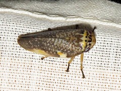 Ptyelus grossus