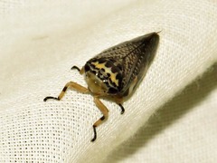Ptyelus grossus