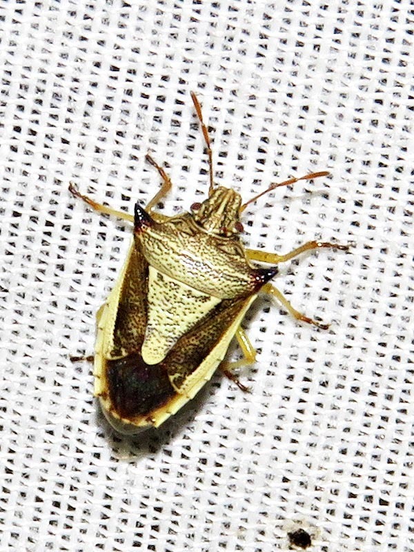 Durmia haedula