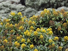 Brachyglottis stewartiae